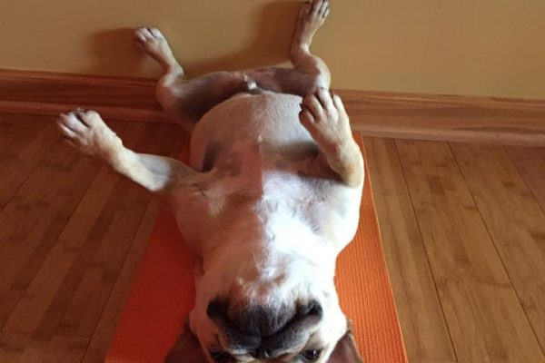 George the Yoga Dog